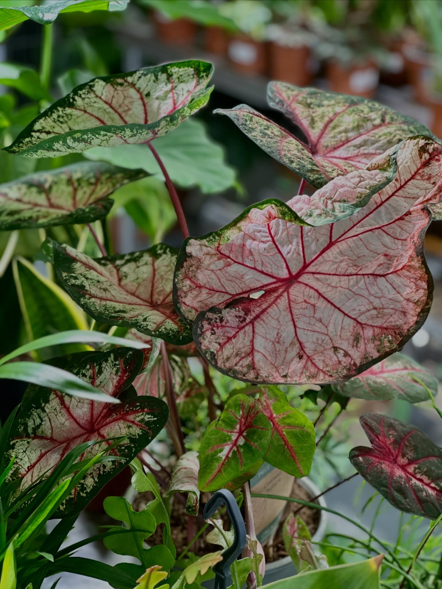 Caladium Pink Star