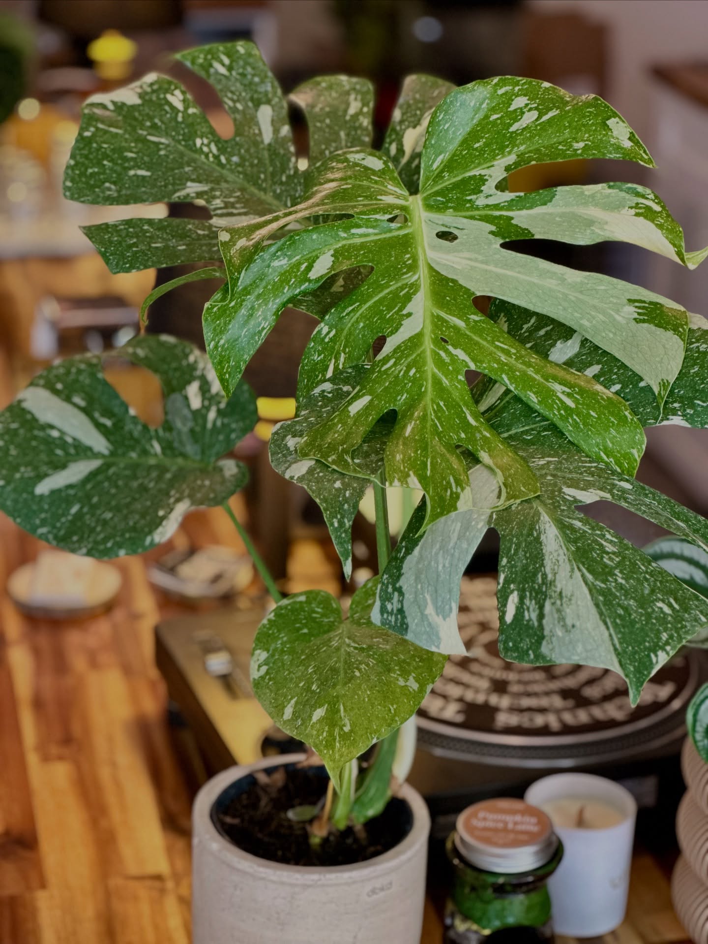 Monstera Variegata rare